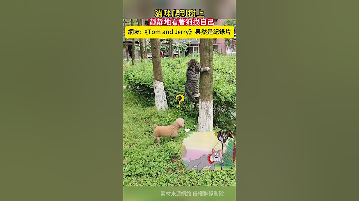 💥《Tom and Jerry》果然是紀实片‼️貓咪🐱爬到樹上，靜靜的看著狗🐶找自己👀… #cat #funny #shorts #dog #tomandjerry #funnyshorts
