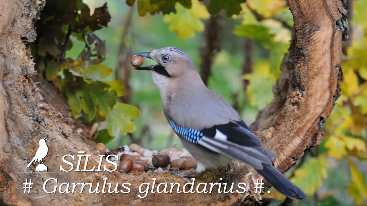 generisches sildalis