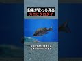 カニとクロダイ クロダイはなぜカニが好きなのか？