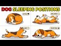 Your Dog Sleeps Like This for a Reason… (Don’t Ignore It)
