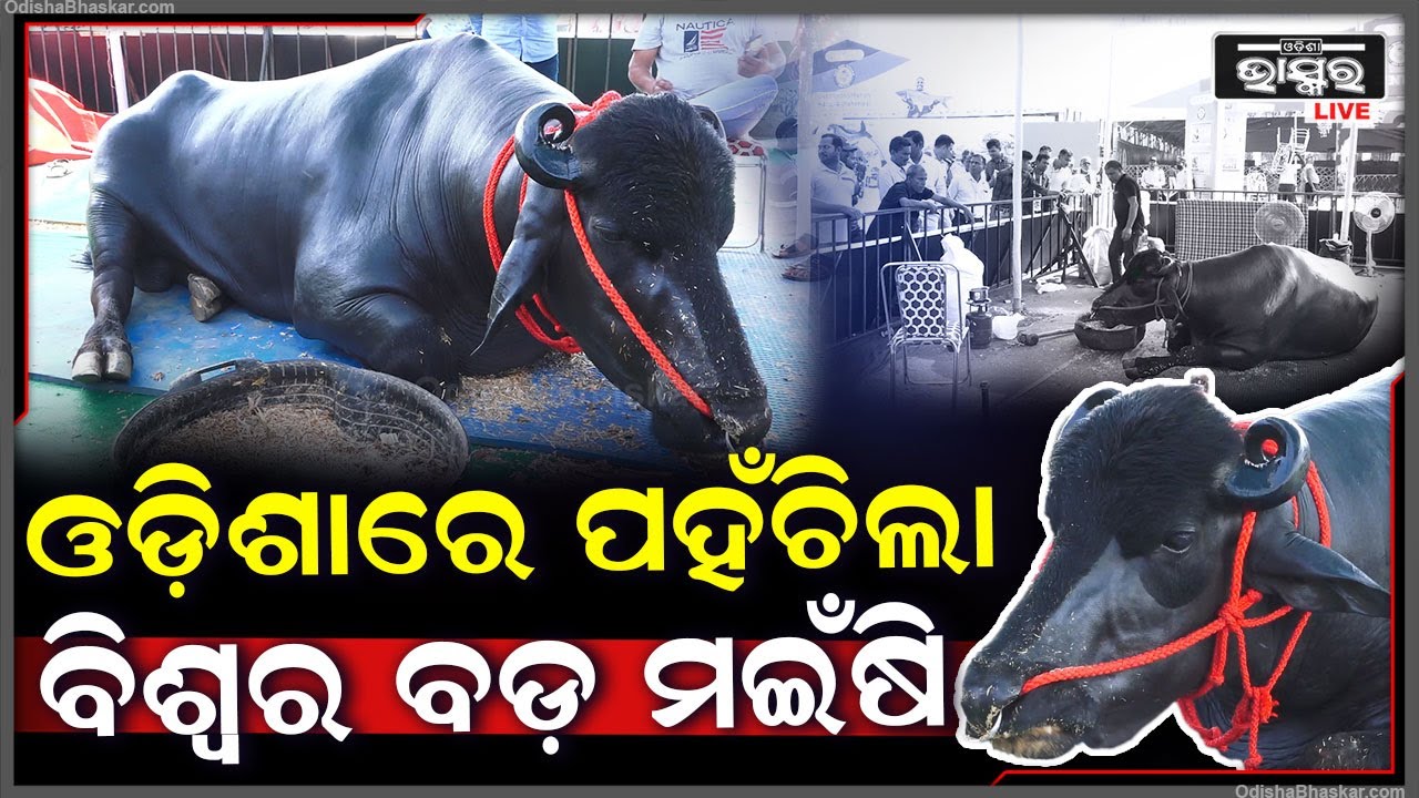 ଏହି ବିଶାଳ ମଇଁଷି ଦାମ୍ ୯ କୋଟି , ଭାରତରେ ୨୦ ଲକ୍ଷ ମଇଁଷିକୁ ଜନ୍ମ ଦେଇଛି ଯୁବରାଜ। Yuvraj