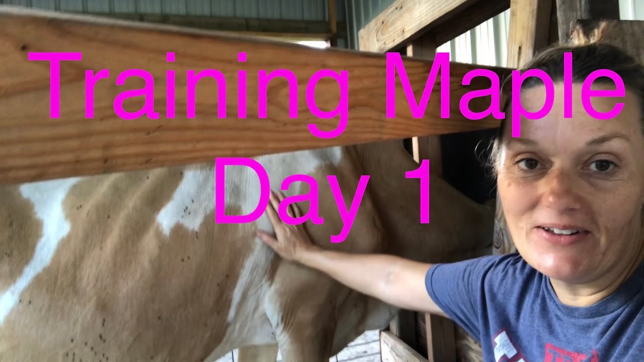 First day of training Maple for milking - YouTube