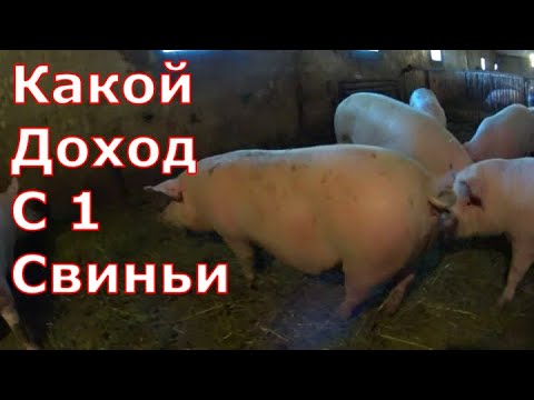 Какой доход с одной свиньи