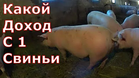 Какой доход с одной свиньи