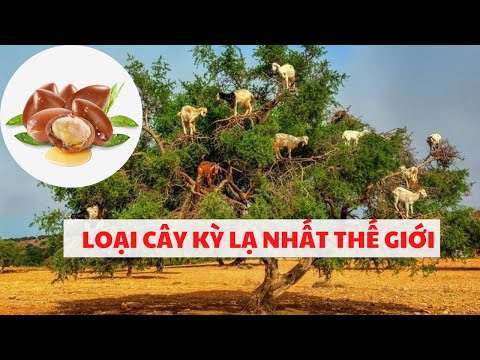 Video ARGAN - LOẠI CÂY KỲ DIỆU NHẤT TRÁI ĐẤT CHỈ CÓ TẠI... - youtube