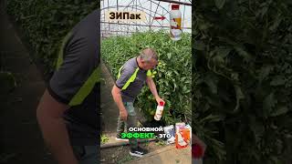 Томаты больше НЕ ЗАЖИРУЮТ! #томат #огород #выращиваниетоматов