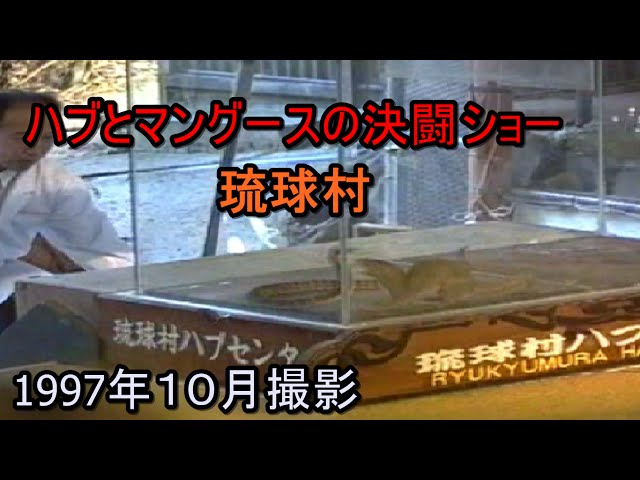 ハブvsマングースのショー