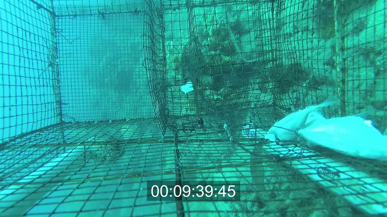 Underwater Camera Fish Trap!!! YouTube