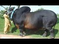 15 Bulls You Won't Believe Actually Exist