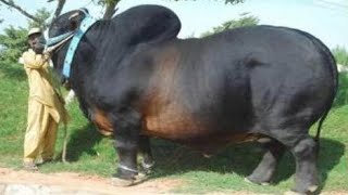 15 Bulls You Won't Believe Actually Exist