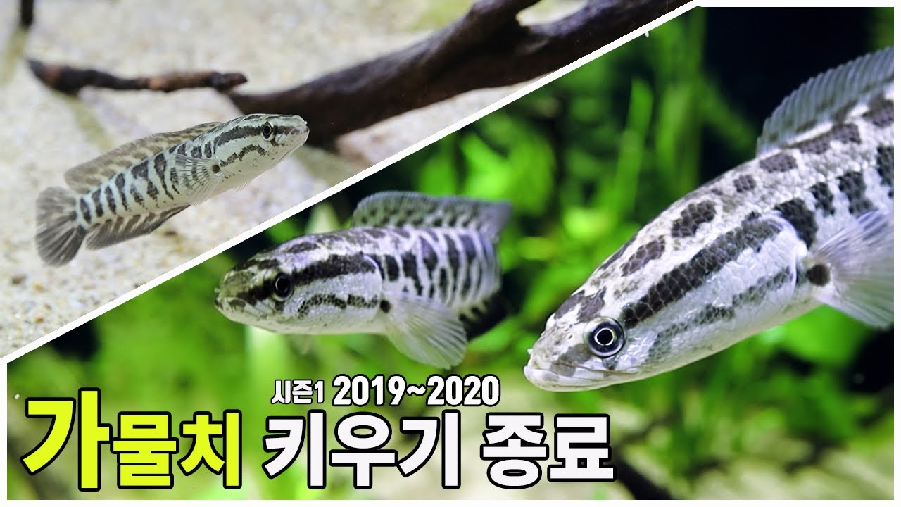 가물치키우기 프로젝트 종료! 지금까지 내용 정리합니다. - YouTube