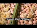 [FULL] Terlahir Dalam Pertikaian | SI OTAN (27/07/22)