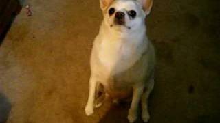 Fat Chihuahua Sitting