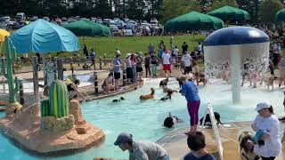 Dog Daze 2021