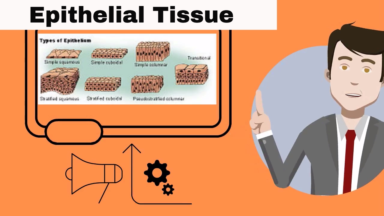 Epithelial Tissue for beginners