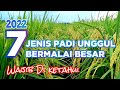 7 Jenis padi unggul Bermalai besar,  potensi hasil tinggi...