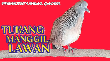 perkutut lokal gacor tukang MANGGIL LAWAN manggung