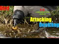 An amazingly lucky duckling escapes from a bird that rarely shows this pursuing predatory behavior!