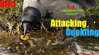 An attacking a bird that's hungry can't catch and eat a duckling