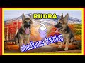 German Shepherd Rudra training full video🐕‍🦺 #dogtraining #youtube 