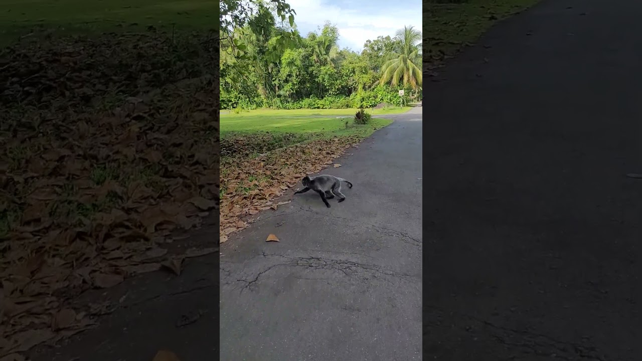 Brunei Animal Kingdom: Biking Next to a Silver Leaf Monkey!