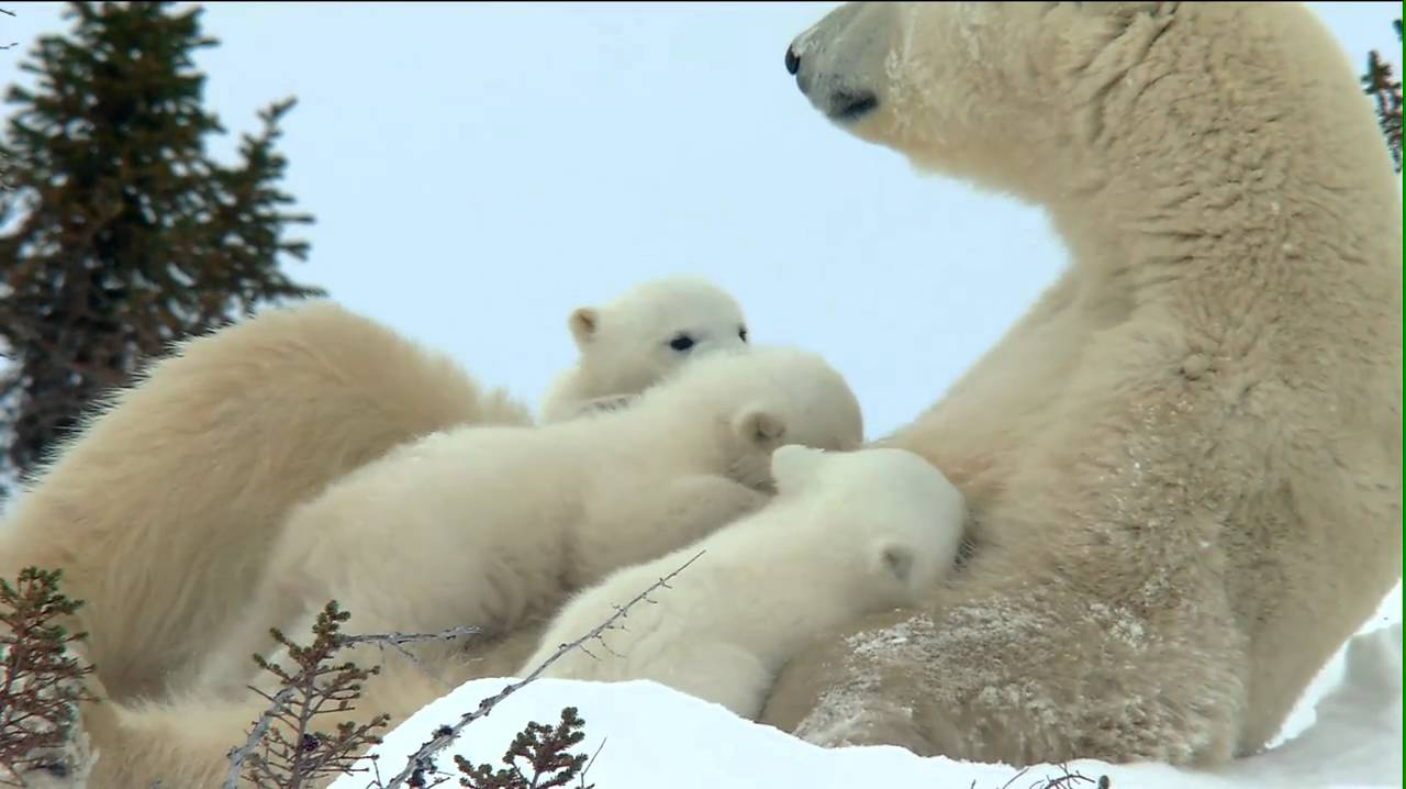 Das Abenteuer der Eisbärenkinder