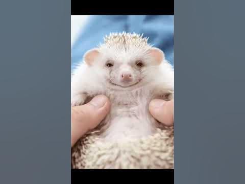 Їжачок 🦔 - YouTube