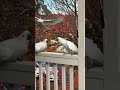 Cockatoo Vs Cockatoo! #funny #birds #shorts