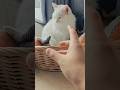 The Magic Hat Cat Bed 🐱🤩🙀 #cat #funny