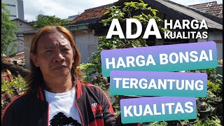 Video 12 || REVIEW OF MAME BONSAI PRICES, SMALL BONSAI, AND YOUNG BONSAI MATERIALS FROM 100 THOUS...