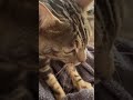 Оскар не может купить себе Оскара... @marinash5315 @@natadi261 #бенгальскийкот