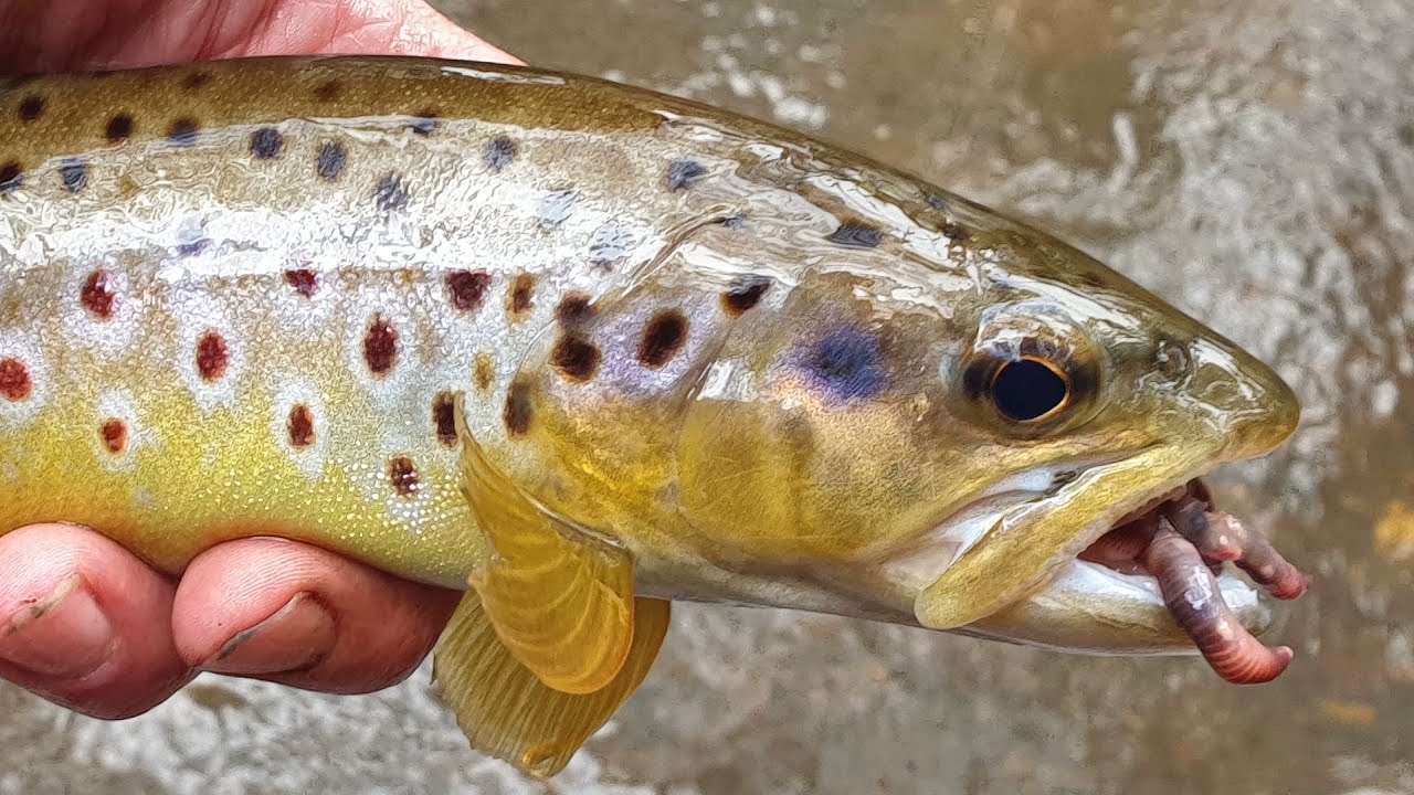 Trout fishing, drifting worms through the pools 