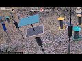 11/02/2025 - Bird Feeder Livestream from Flocking Around HQ