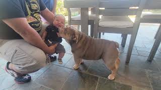 The Bulldogs meet their cousin for the 1st time