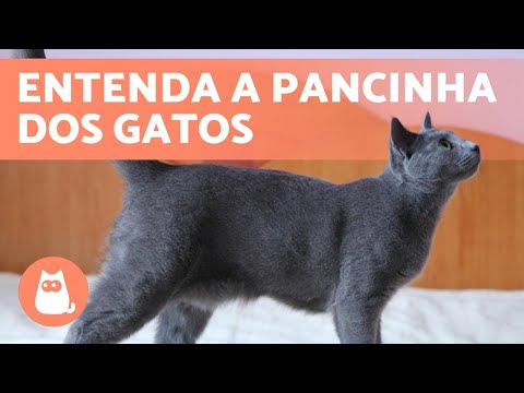 Vídeo: Por que os gatos têm bolsas?