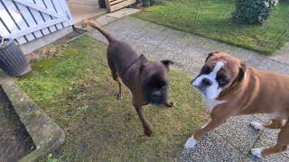 Boxer Sammie picking a fight with brother Rex! by BoxerRex 3,142 views 2 months ago 1 minute, 13 seconds