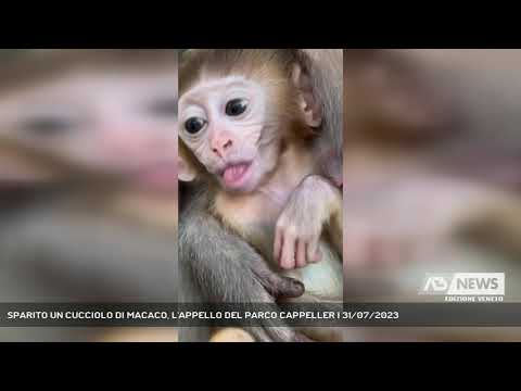 SPARITO UN CUCCIOLO DI MACACO, L'APPELLO DEL PARCO CAPPELLER | 31/07/2023