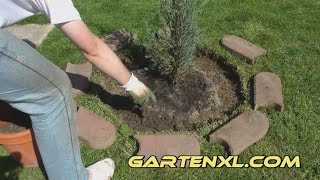 Säulenwacholder / Blauer Raketen-Wacholder mit Mähkante und Gartenvlies / Unkrautvlies pflanzen
