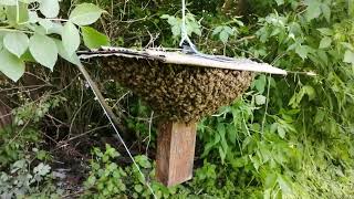 Снятия пчелиного роя с высокого дерева.