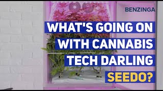 What's Going On With Cannabis Tech Darling Seedo?