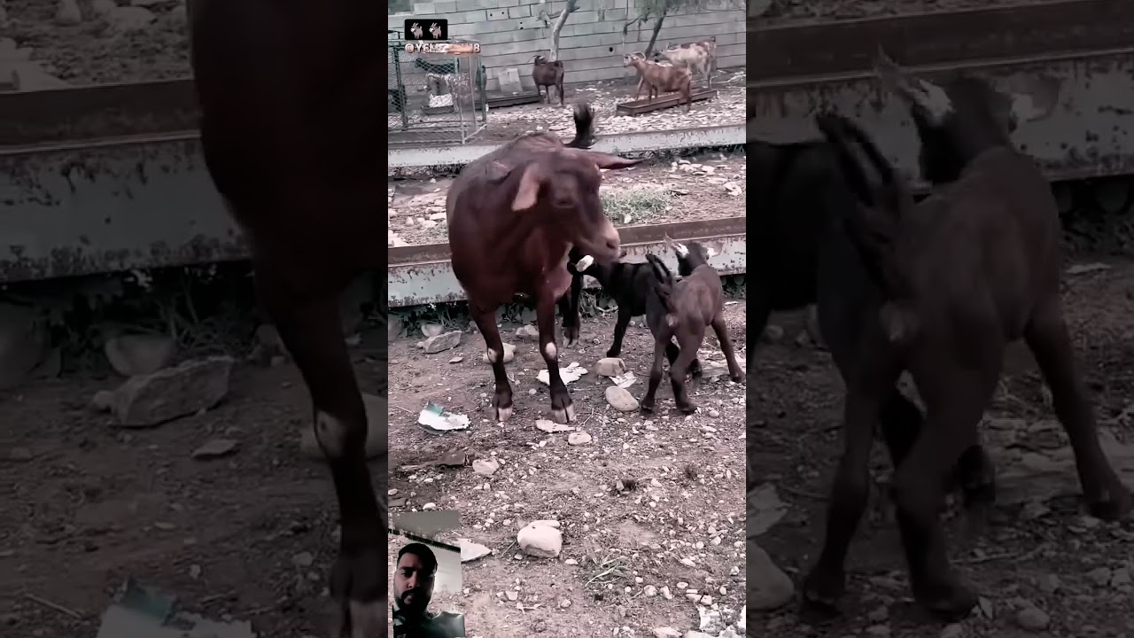 muddi bakri with healthy bachye pure Brown 