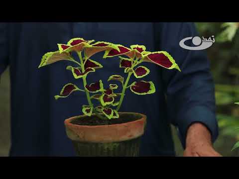 تصویری: گلهای هورنژیا در حال رشد