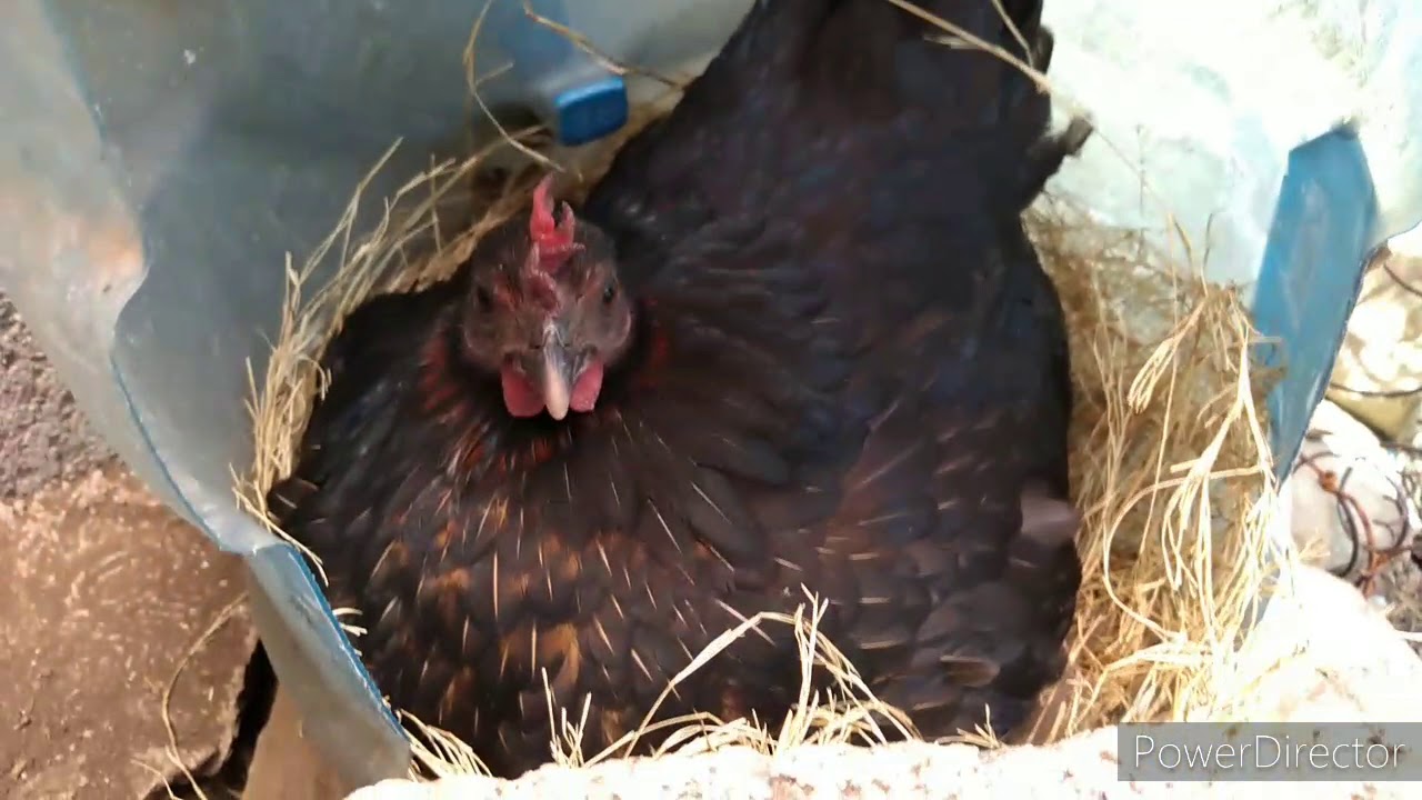 ¿Como saber si una gallina está clueca? - YouTube