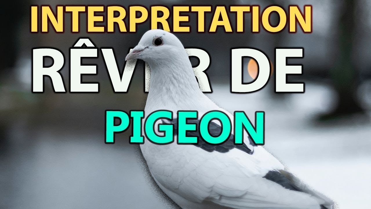 RÊVER DE PIGEON signification des reves interpretation des reves dream