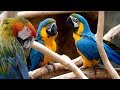 4K HDR Video – Beautiful Parrots – Scarlet Macaws