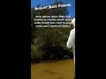 August Bass Fishing Tips #29