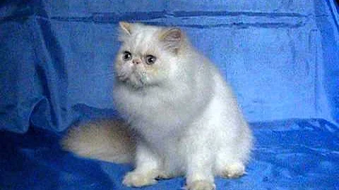 Watch the video about Kitten from cattery Blue Lake's Finik