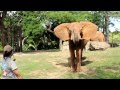 Elephant roar