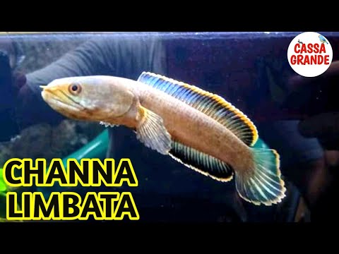 Harga ikan channa limbata