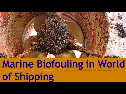 Marine Biofouling in World of Shipping